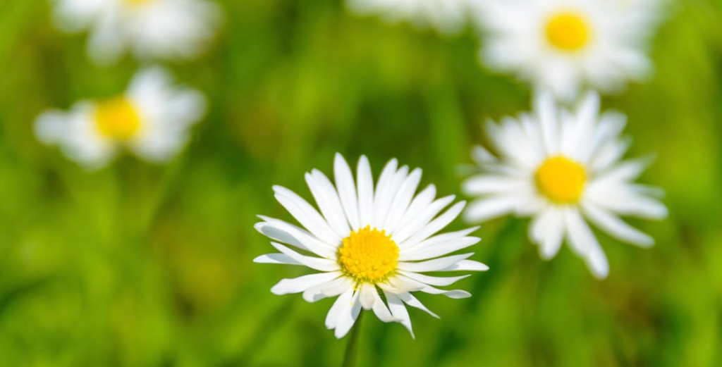 Clovelly Garden Maintenance